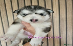 Alaskan Malamute dogs for sale: Alaskan Malamute puppies  - Advert 5