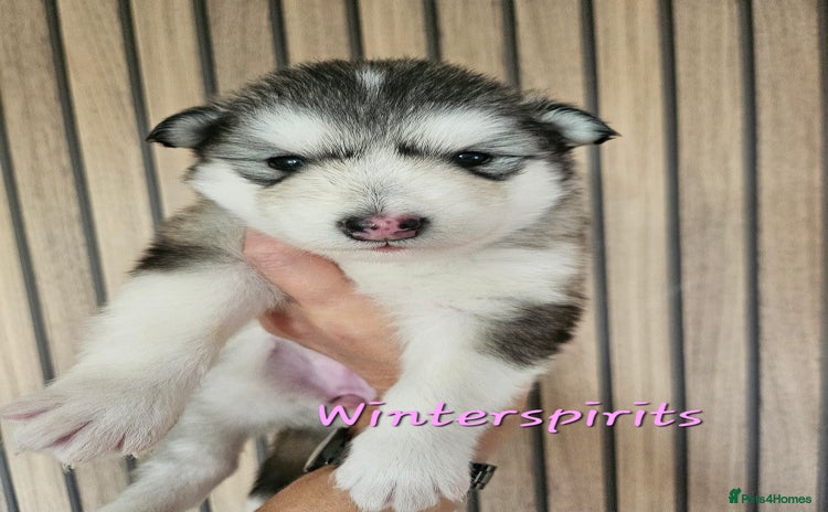 Alaskan Malamute dogs - Advert 2