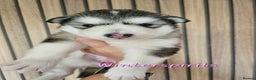 Alaskan Malamute dogs for sale:  Full Alaskan Malamute puppy  - Advert 4