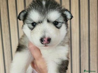 Alaskan Malamute dogs - Advert 8