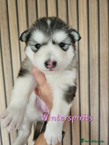 Alaskan Malamute dogs - Advert 2