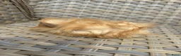 Guinea Pig rodents for sale: 3 Handsome long haired male guinea pigs. - Advert 6