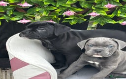 Mixed Breed dogs for sale: canó corso cross british bulldog stunning colours  - Image 26