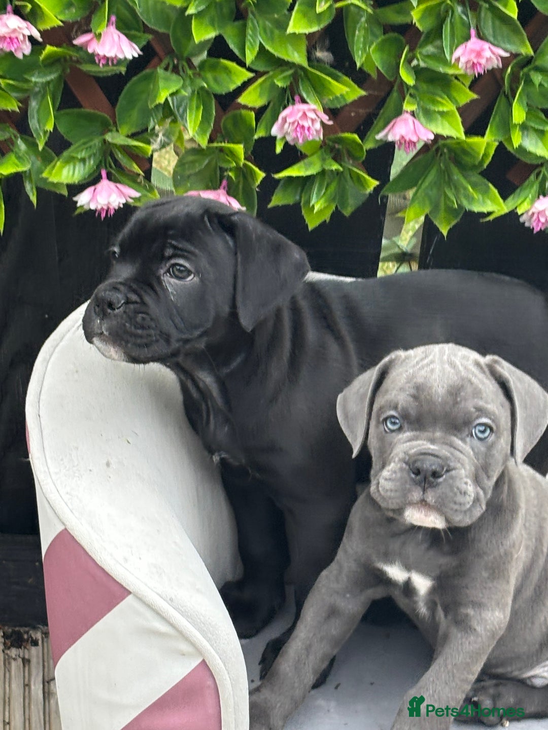 Mixed Breed dogs for sale: canó corso cross british bulldog stunning colours  - Image 26