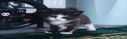 Mixed Breed cats for sale: Cute, playful, lovely kitten £170 - Advert 6