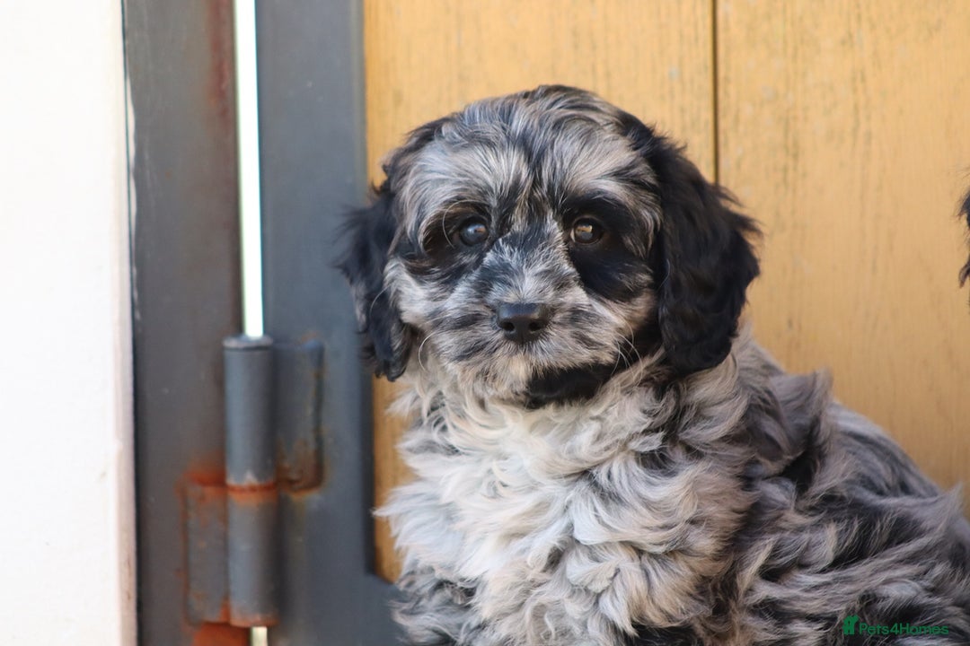 Cavapoo dogs for sale: Beautiful Cavapoochons for sale  - Image 24