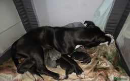 Staffordshire Bull Terrier dogs for sale: STAFFORDSHIRE BULL TERRIOR PUPPIES - Image 16