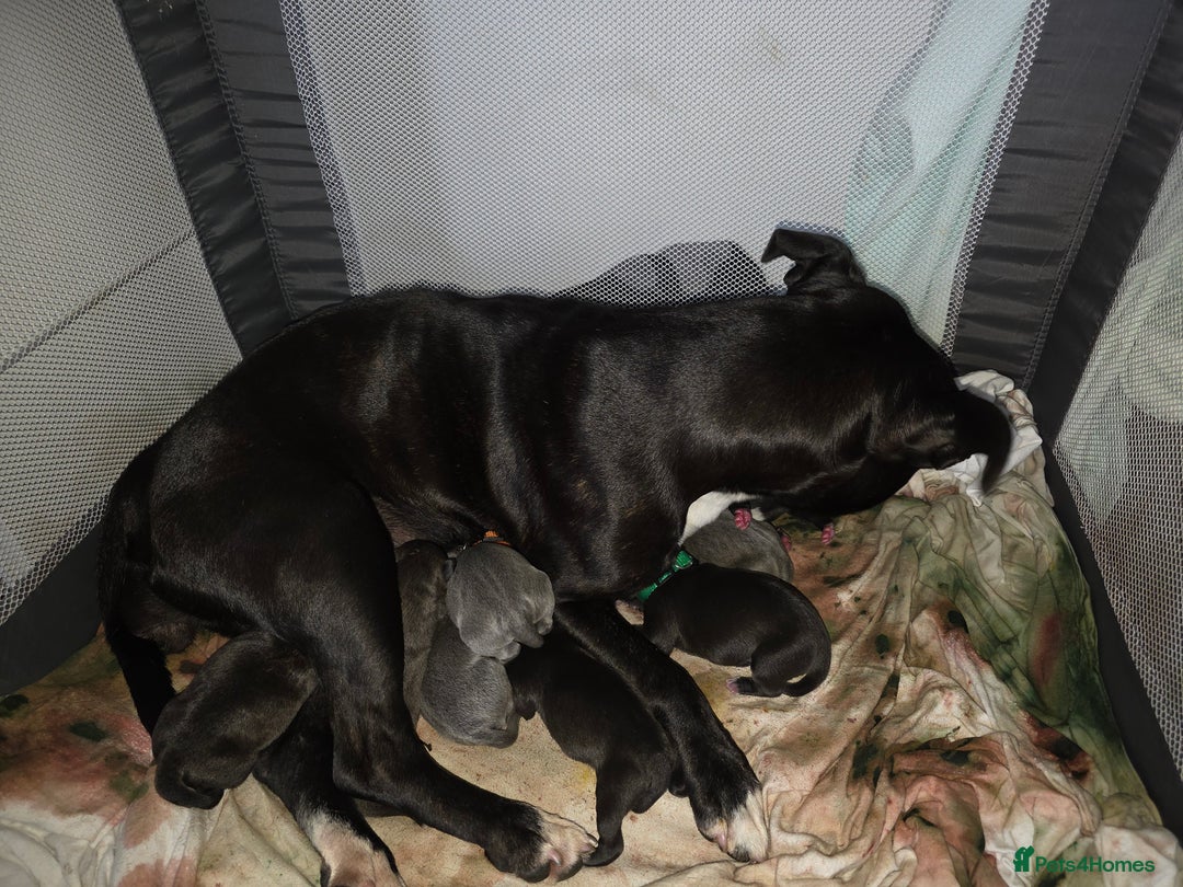 Staffordshire Bull Terrier dogs for sale: STAFFORDSHIRE BULL TERRIOR PUPPIES - Image 16