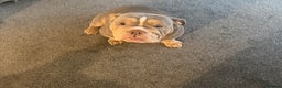 English Bulldog dogs for sale: Adorable Male KC Registered Bulldog Puppy  - Advert 5
