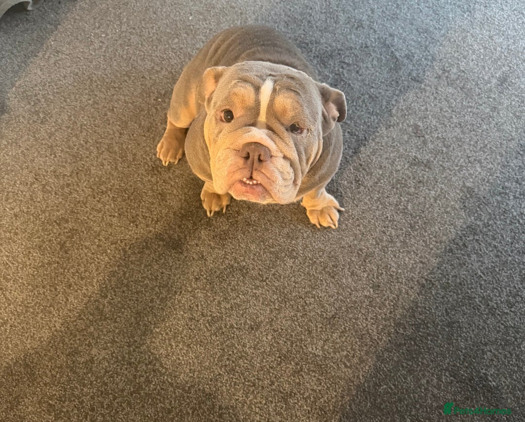 English Bulldog dogs for sale: Adorable Male KC Registered Bulldog Puppy  - Advert 5