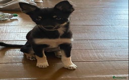 Pomsky dogs for sale: 6 month Pomsky puppies - Image 2