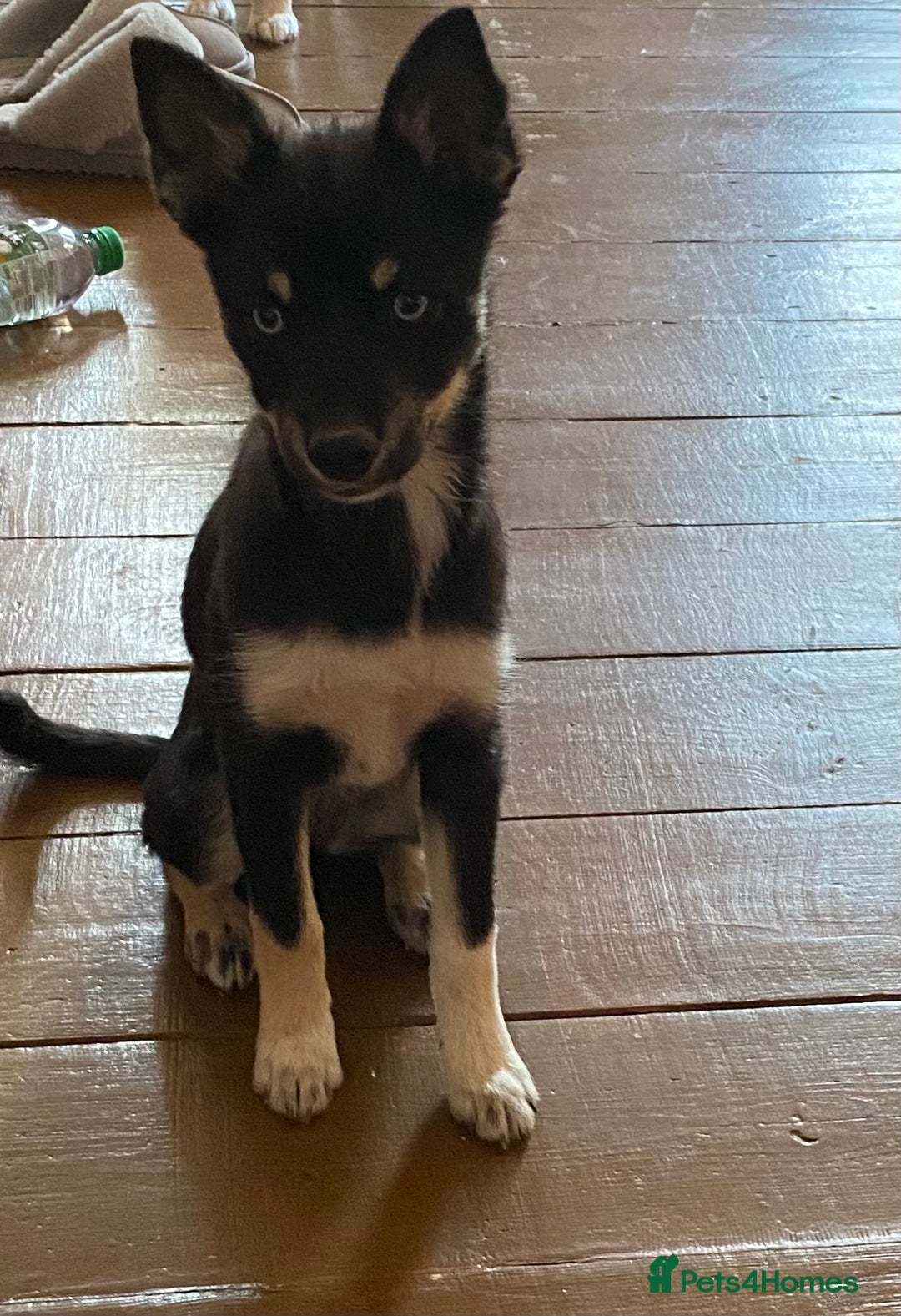 Pomsky dogs for sale: 6 month Pomsky puppies - Image 2