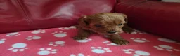 Cavapoo dogs for sale: F1 cavapoos  - Advert 5