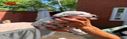 Dalmatian dogs for sale: Stunning Litter of Dalmations - Advert 11