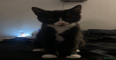 Mixed Breed cats - Advert 10