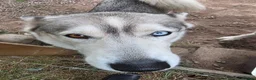 Utonagan dogs for sale: Twin Litter Mates for Rehome in Laurencekirk - Advert 5