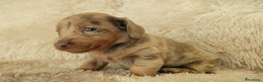 Miniature Dachshund Puppy 1