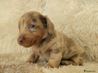 Miniature Dachshund dogs MINI DACHSHUNDS READY 20TH DEC - Advert 4