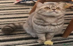 British Shorthair cats for sale: Amazing BSH kittens. READY TO GO!!! - Image 33