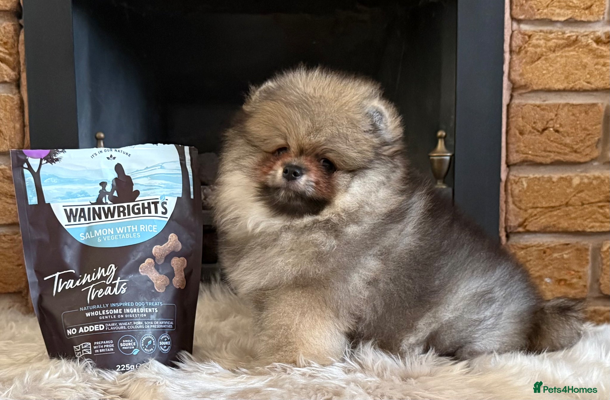 Pomeranian dogs ✨ Rare colour/Thick coat Teddy Bear Pom Puppies ✨ - Advert 18