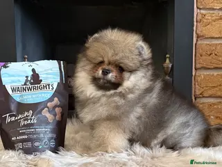 Pomeranian dogs ✨ Rare colour/Thick coat Teddy Bear Pom Puppies ✨ - Advert 18
