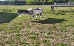 Goats livestock for sale: NIGERIAN DWARF BILLY GOAT - Image 2