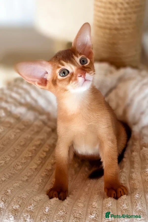 Abyssinian cats Two Abyssinian Pure bred Kitten female & Male .  - Advert 1