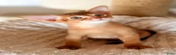Abyssinian cats for sale: Two Abyssinian Pure bred Kitten female & Male .  in Northampton - Advert 1