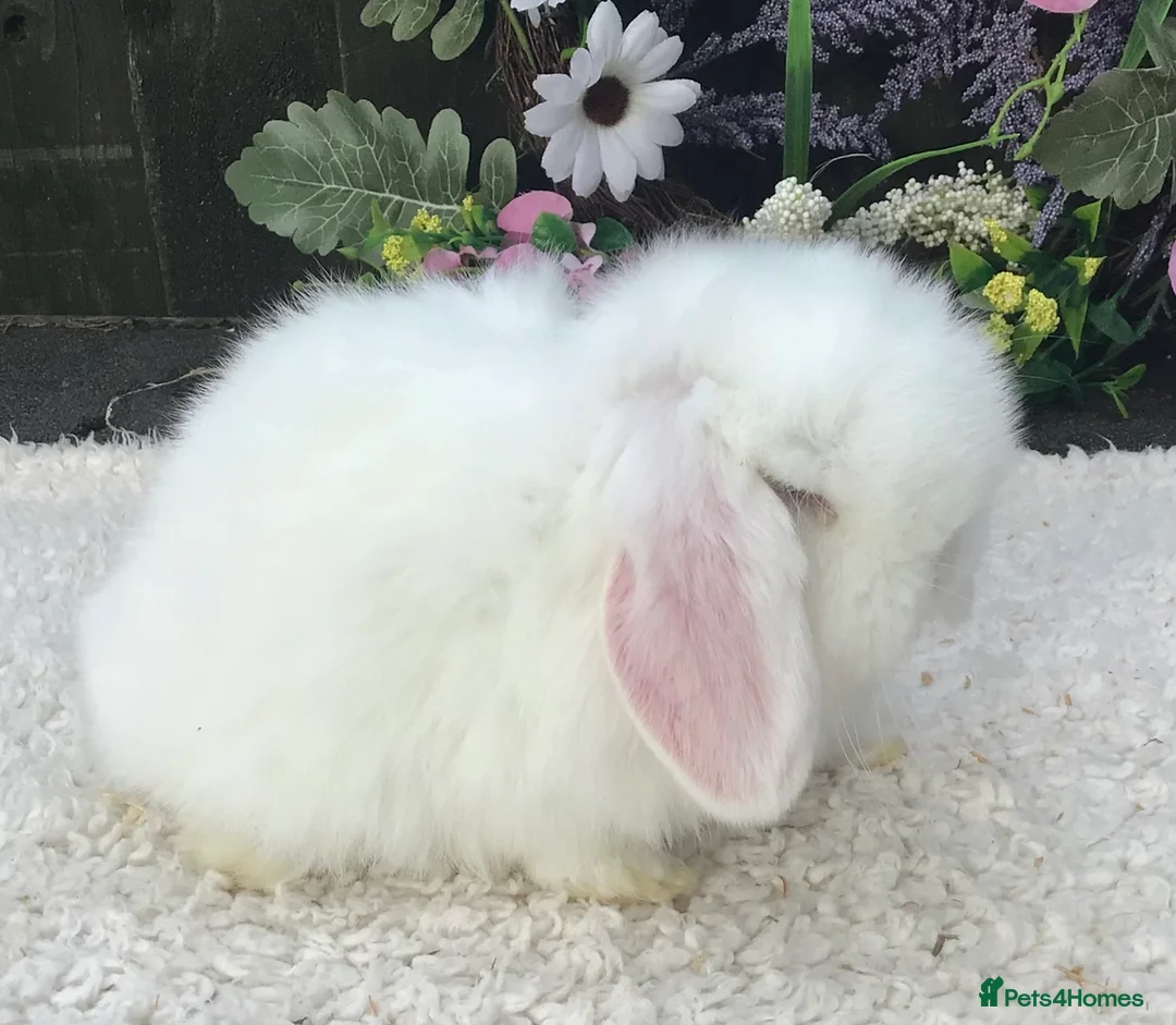 Mini Lop rabbits for sale: Mini lop buck - Advert 8
