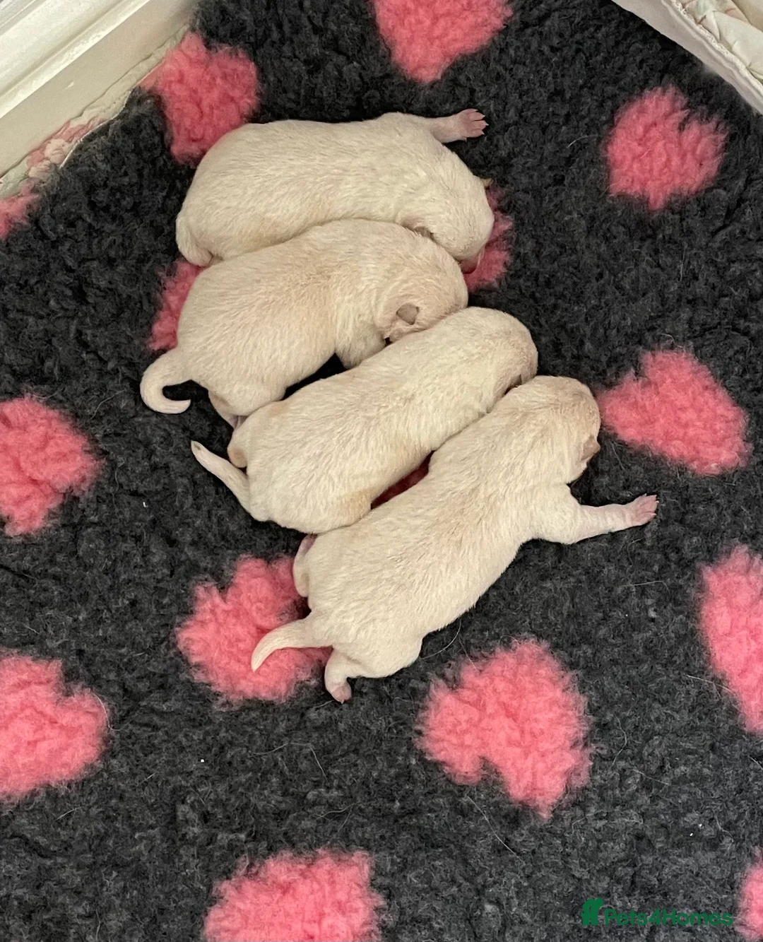 Japanese Shiba Inu dogs for stud: Health tested, KC Registered, Proven Stud - Advert 12