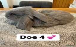 French Lop rabbits for sale: Stunning pure bred French lops  - Image 10