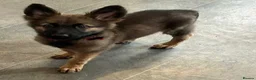 German Shepherd dogs for sale: Beautiful German shepherd cross Belgium shepherd  - Advert 6