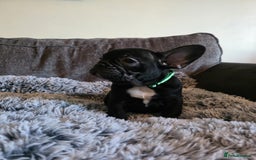 French Bulldog dogs for sale: 5 Beautiful French bulldogs - Image 17