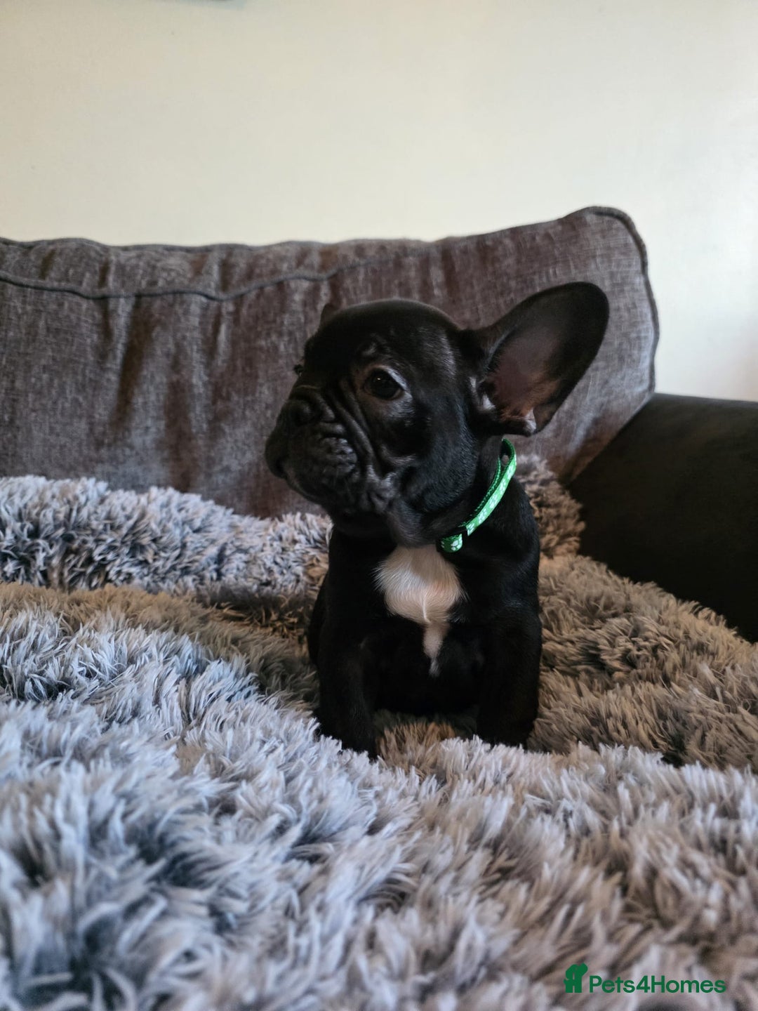 French Bulldog dogs for sale: 5 Beautiful French bulldogs - Image 17