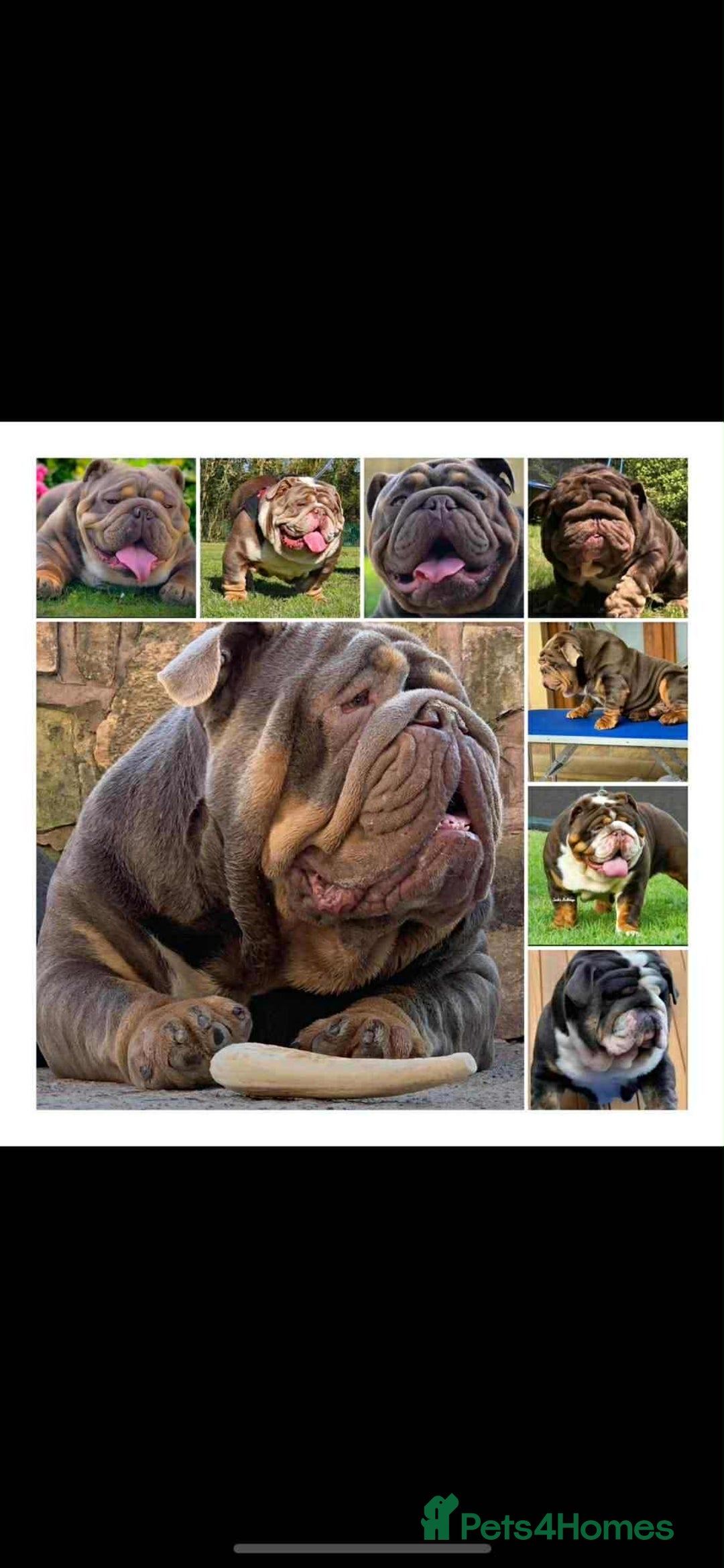 English Bulldog dogs for stud: Carlton - English Bulldog stud KC registered  - Advert 6