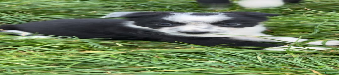Border Collie Puppy 5