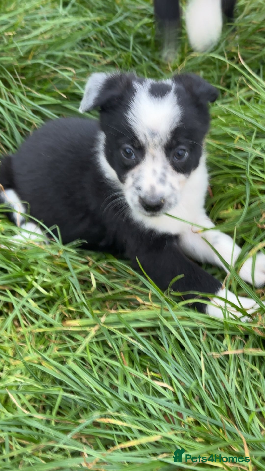 Border Collie dogs for sale: Border collie pups - Image 9