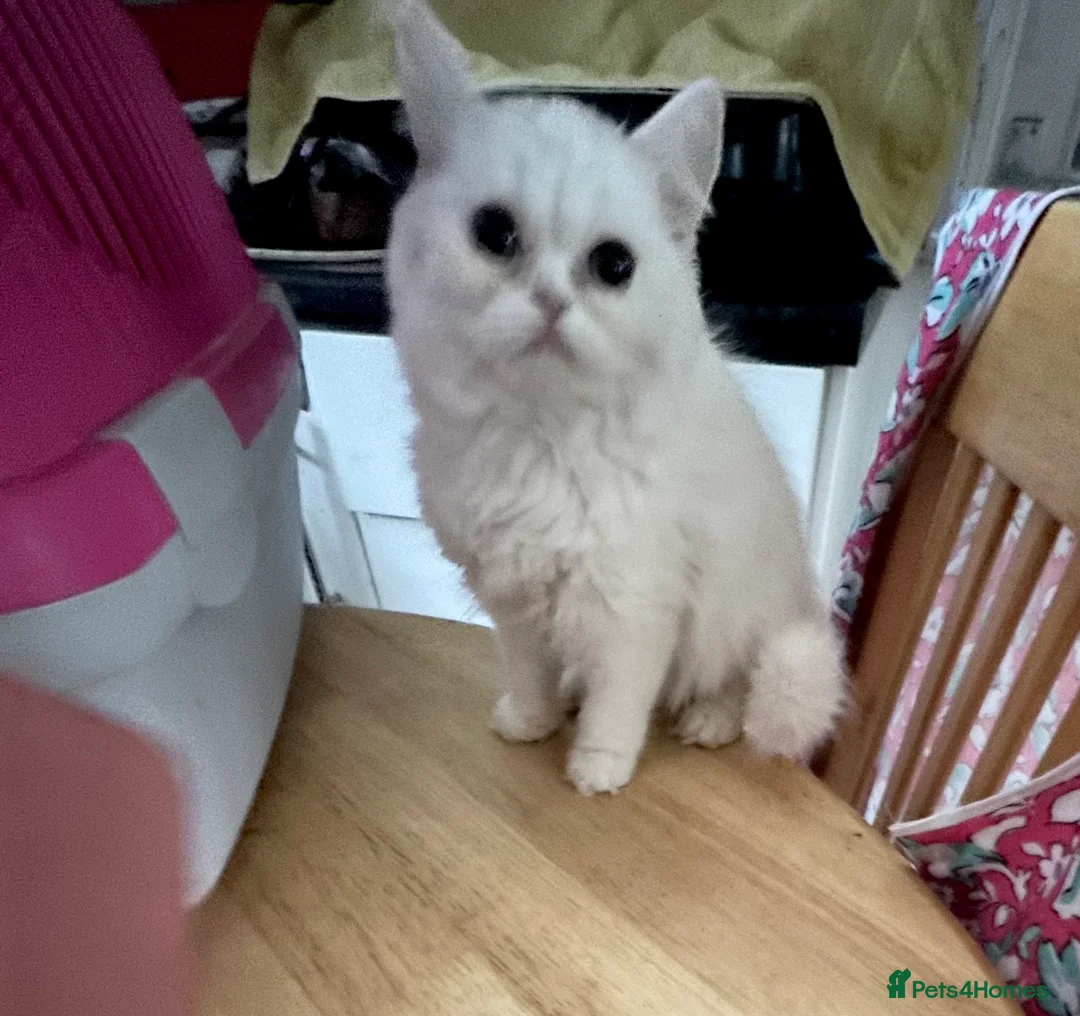 Brazilian Shorthair cats for sale: White British Shorthairs male and female - Advert 4