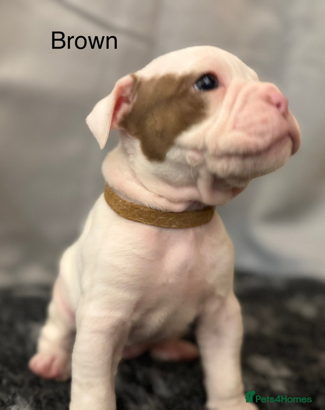 Olde English Bulldogge dogs for sale: 9 Olde English Bulldogge NEBBR registered puppies - Advert 10