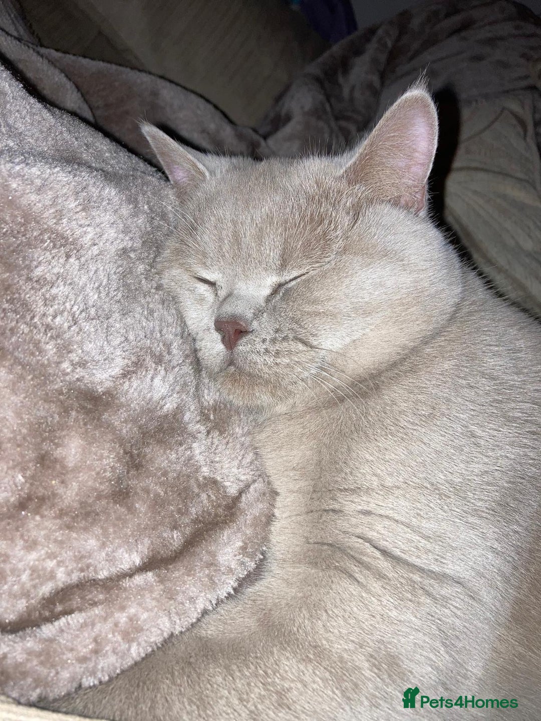 British Shorthair cats for sale: Lilac British short hair male - Advert 7