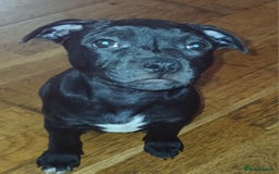 Staffordshire Bull Terrier dogs for sale:  KC Staffordshire Bull terriers - Image 30