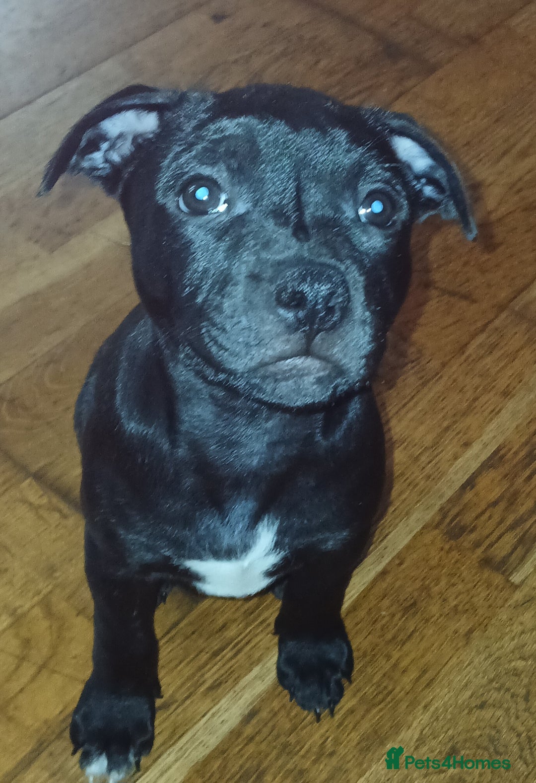 Staffordshire Bull Terrier dogs for sale:  KC Staffordshire Bull terriers - Image 30