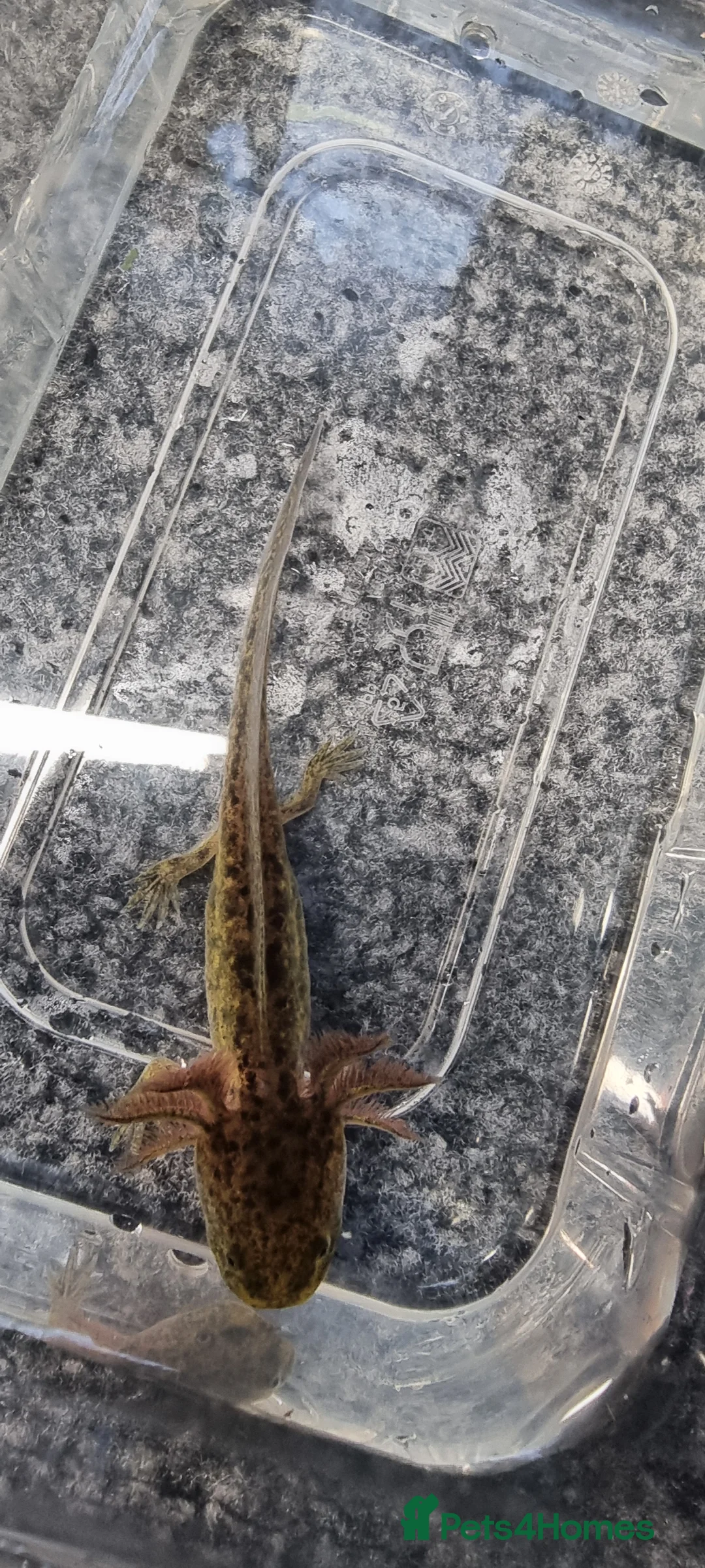 Axolotl reptiles for sale: Juvenile axolotls - Advert 5