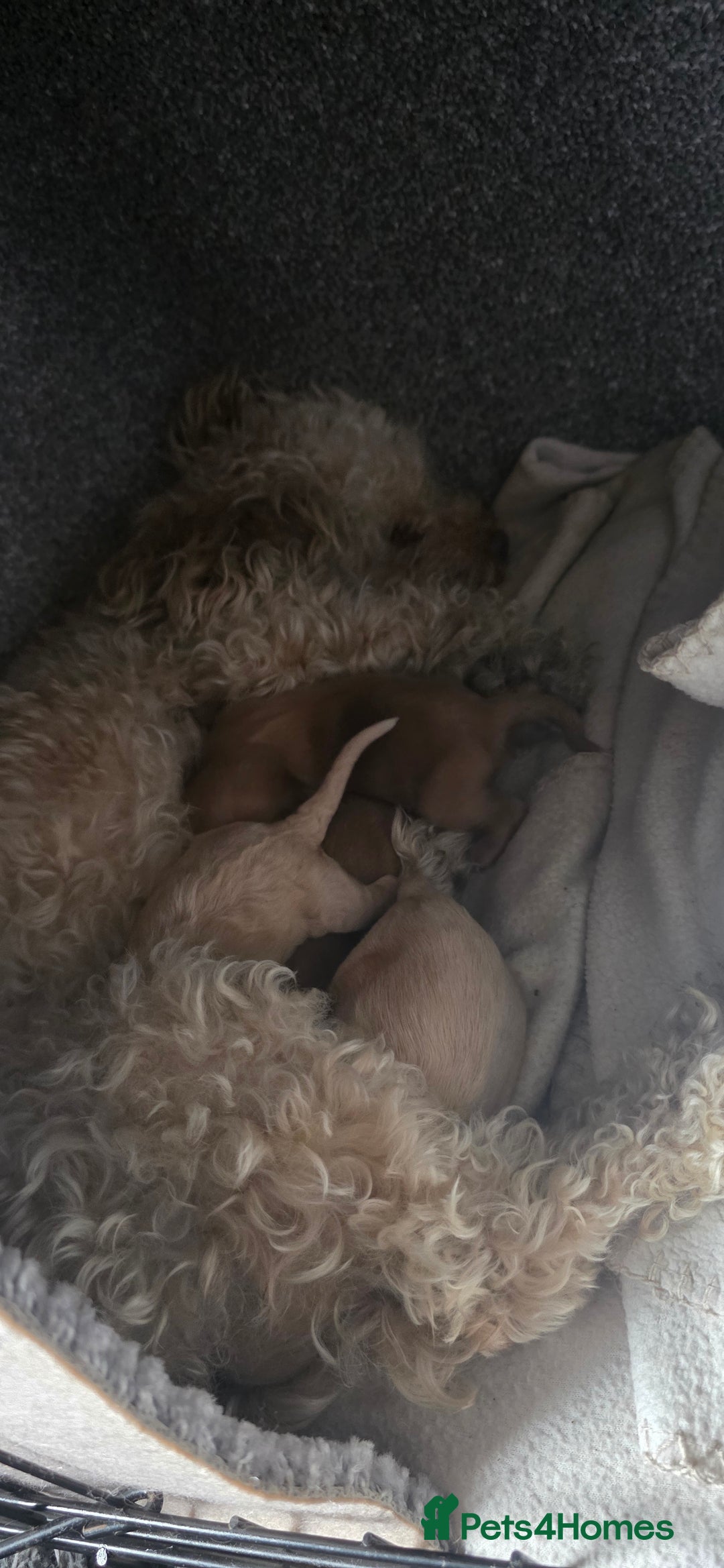 Cavapoo dogs for sale: Stunning miniature cavapoo - Advert 4