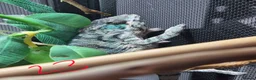 Chameleon reptiles for sale: Juvenile panthers for sale.  - Advert 5