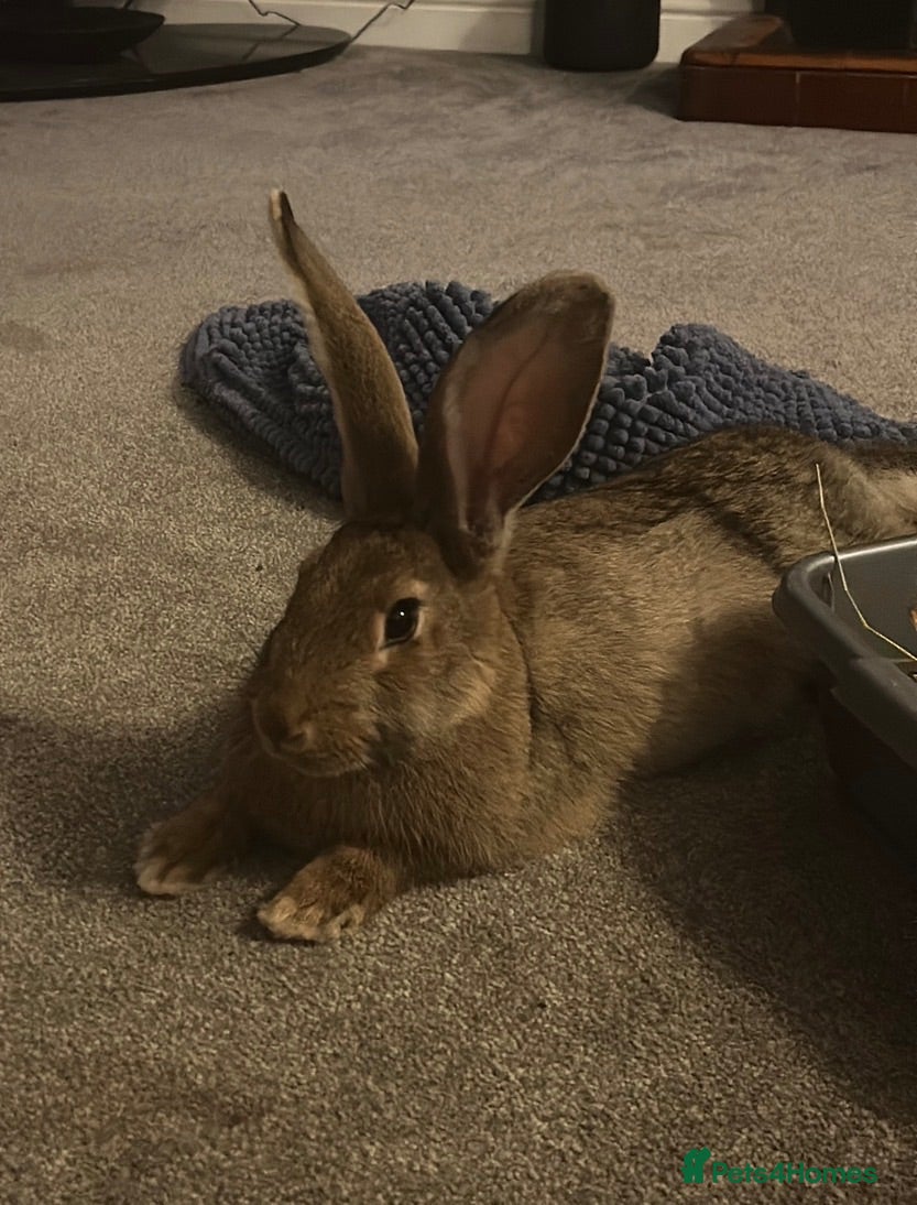 Mixed Breed rabbits Vaccinated female continental  - Advert 1