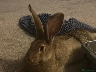 Mixed Breed rabbits Vaccinated female continental - Advert 1