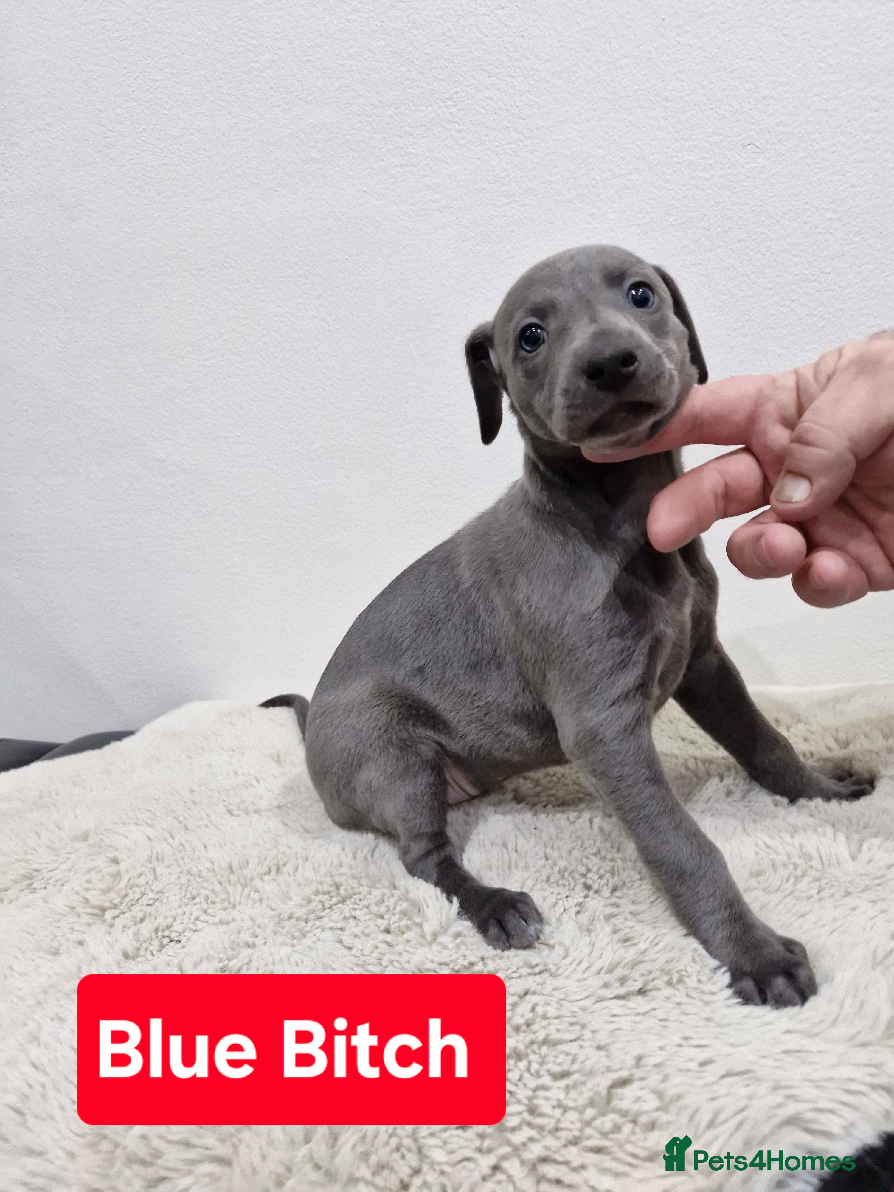 Whippet dogs KC Reg Whippet Puppies for sale  - Advert 4