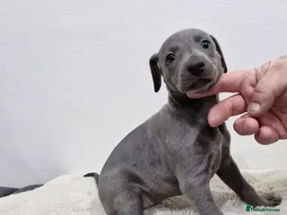 Whippet dogs KC Reg Whippet Puppies for sale - Advert 12