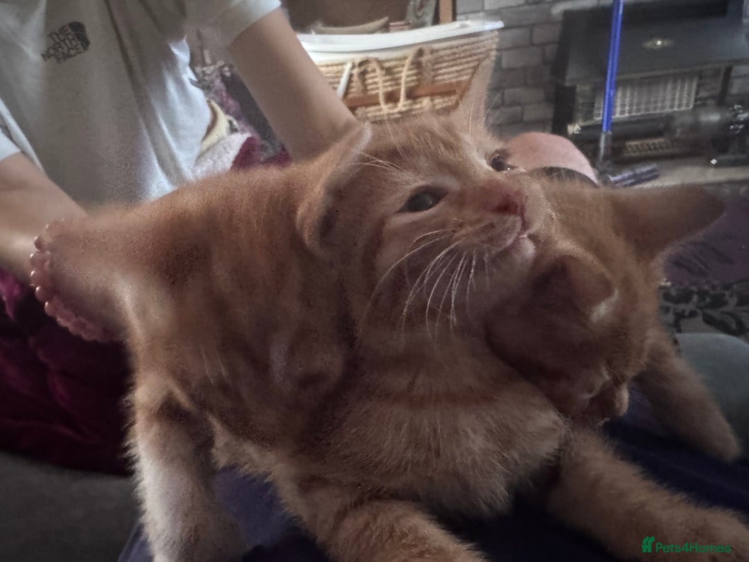 Mixed Breed cats for sale: 3 gorgeous ginger kittens READY NOW - Image 6